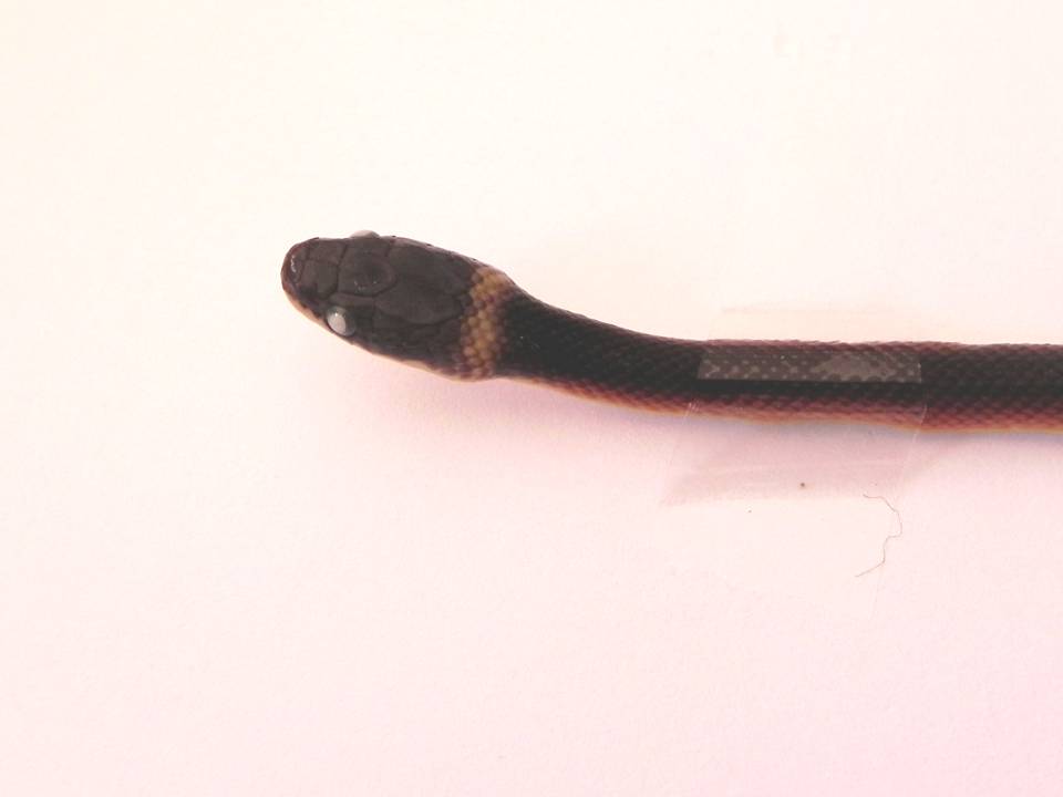 FIGURE 6 FIGURE 6